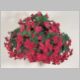 Begonia charisma 'Deep Rose'